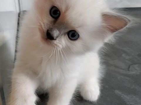 Adorables chatons 980 77450 Esbly