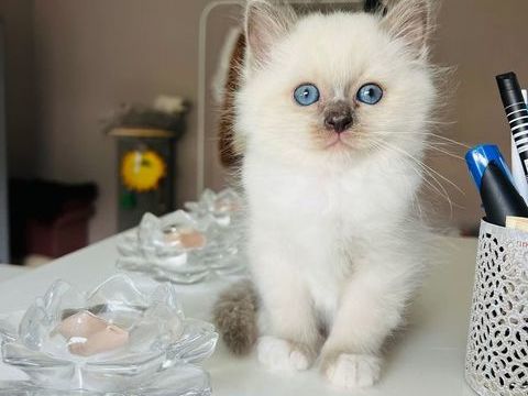 Adorable chatons Sacr&eacute; de Birmanie 325 69100 Villeurbanne