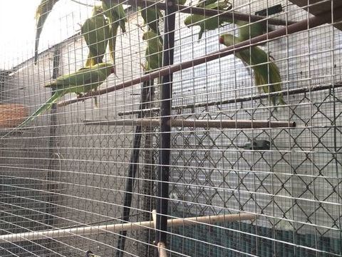 Perruches vertes collier , 20 77950 Maincy