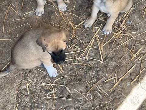 a r&eacute;server : il reste encore 1 femelle et 6 m&acirc;les a adopter; 600 61500 Chailloué