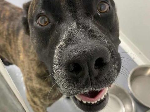 Chien DONUTS à l adoption 210 13001 Marseille