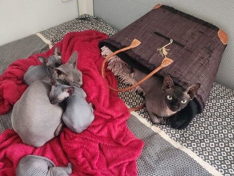 Chatons Sphynx Hairless Loof 1600 29780 Plouhinec