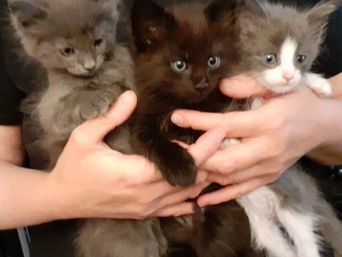 Magnifiques chatons Maine Coon pure race non LOOF &agrave; r&eacute;server 750 91160 Longjumeau