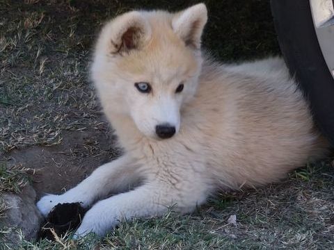 3 magnifiques pomskies F3 disponibles 2000 13129 Salin de giraud