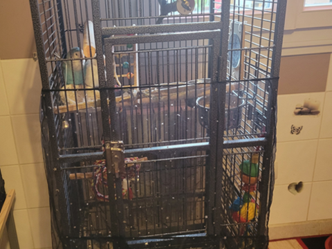 couple d inséparables 180 38260 La cte-saint-andr