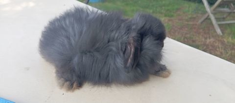 Lapine b&eacute;lier nain noire 45 59310 Beuvry-la-forêt