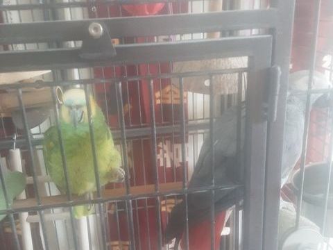 de deux perroquets 1200 45240 Marcilly-en-villette