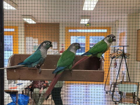 perruche conure 75 45460 Les bordes