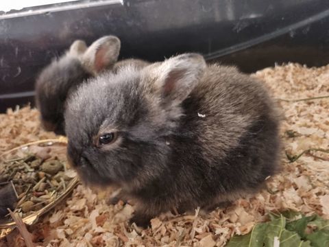 Lapin nain 35 13380 Plan-de-cuques