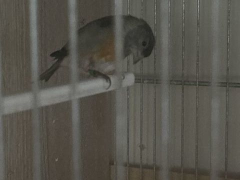 Tarin de Venezuela 50 92600 Asni�res-sur-seine