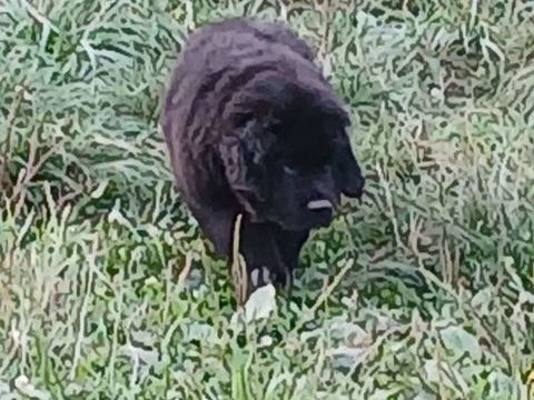 Chiots terre neuve 1500 88110 Raon-l'tape