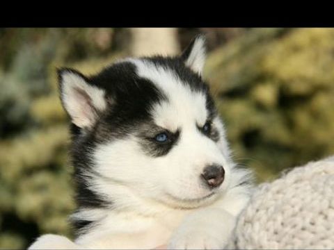 Magnifique chiots husky 800 30650 Rochefort-du-gard