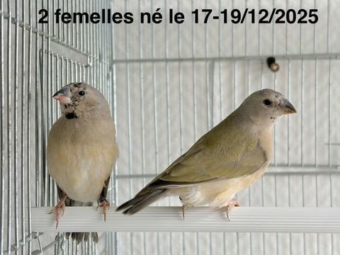 Deux Jeunes Tr&egrave;s Belles Femelles Diamants De Gould Bagu&eacute;s 26 50 94450 Limeil-br�vannes