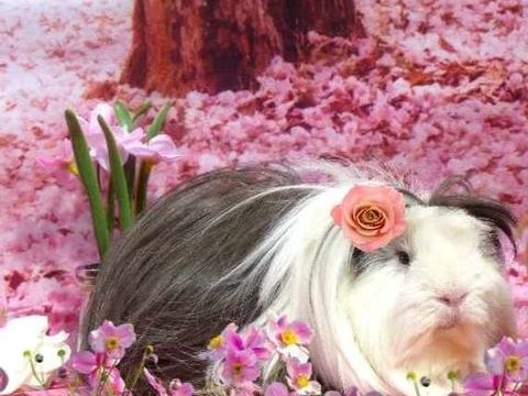 Nous recherchons des famille d'accueil 0 21110 Tart-le-haut