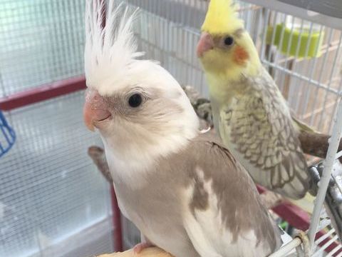 A  vendre calopsit 3 mois sevrés 40 40500 Saint-sever