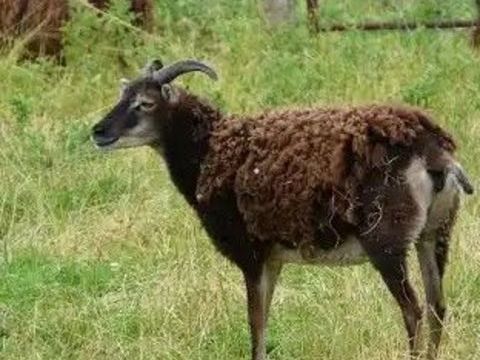 Moutons adultes type SOAY 90 02800 La fre