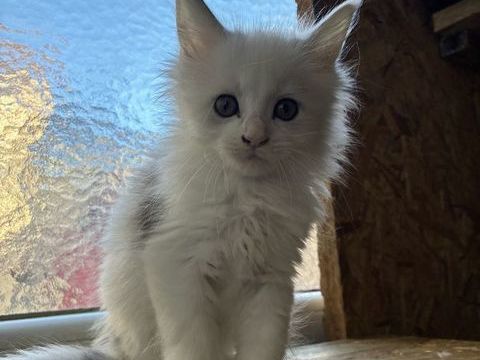 Maine coon LOOF 1300 83100 Toulon