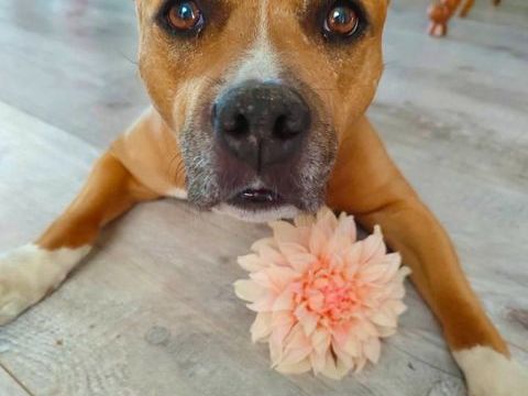 Mayenne, american staffordshire terrier &agrave; adopter 220 18500 Foëcy