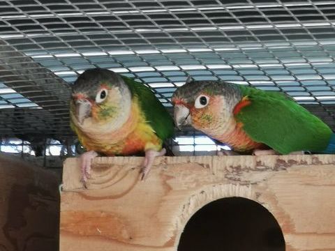 connures et calopsitte 100 59330 Saint-remy-du-nord