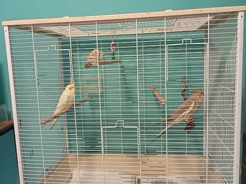 Couple de perruches calopsittes avec cage 170 06100 Nice