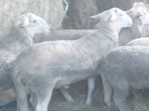 Agneau m&acirc;le 0 81000 Albi