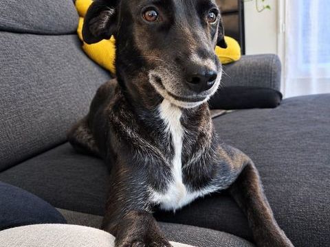 Cachou, j'attends une famille qui m'aime 350 78000 Versailles