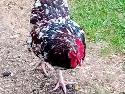 3 coqs Sussex tricolor d'un an 10 28240 Meauc�