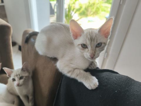 Cede un chaton femelle siamois  0 82000 Montauban