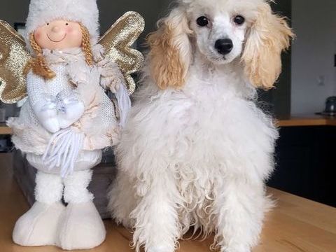 Caniches toys 0 86430 Luchapt