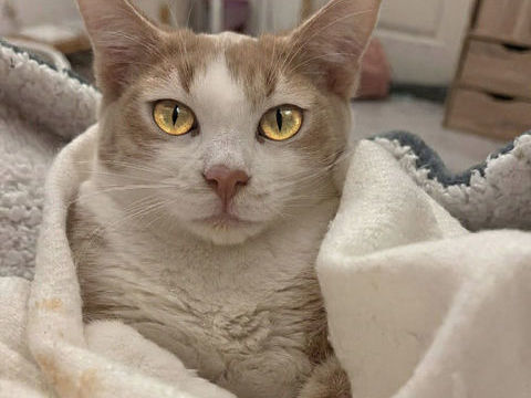 ELBO, joli chaton a l'adoption 1 26290 Donzre