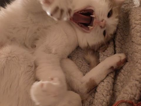 Seiko  0 67100 Strasbourg