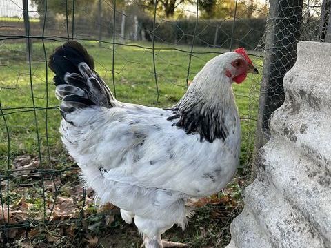 Coq 5 49670 Valanjou