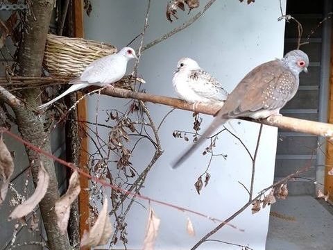 Couple Colombes diamant plusieurs disponible 12 22130 Bourseul