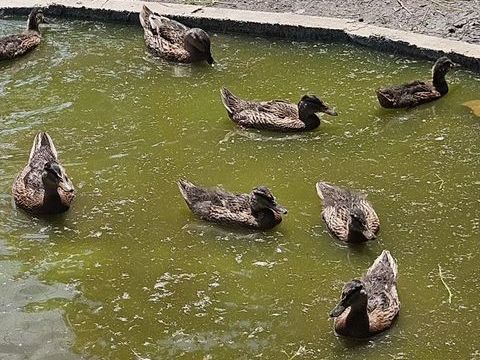 Canard Colvert 15 61310 Avernes-sous-exmes