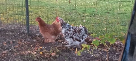 Poule et coq pekin 8 59310 Auchy-lez-orchies