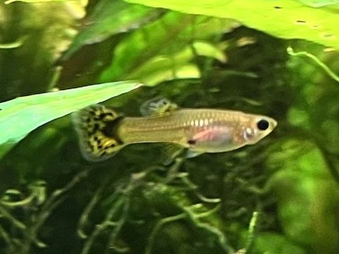 Guppy (Alevins, Jeunes et Adultes, M&acirc;les / Femelles) 1 67170 Brumath