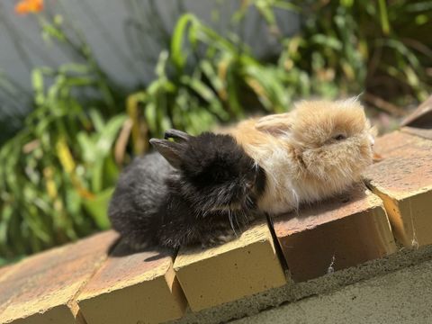 Lapin Teddy nain 0 91700 Fleury-mrogis