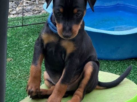 Pinscher Nain a la r&eacute;servation 950 40120 Pouydesseaux