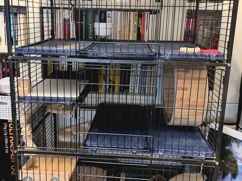 Vend cage haute pour chinchilla ou furet 40 92290 Ch�tenay-malabry