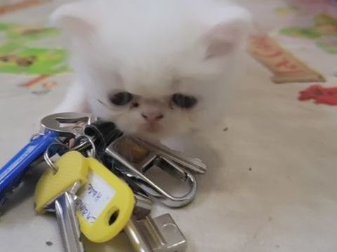 Chatons Persans blancs et Himalayen 950 97119 Vieux-habitants