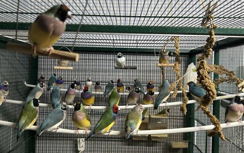 C&egrave;de diamants de gould bagu&eacute;s 25 ou 26, &eacute;lev&eacute;s en int&eacute;rieur. 35 21000 Dijon