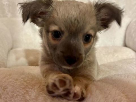 chiot Chihuahua disponible de suite 900 52400 Le chtelet-sur-meuse