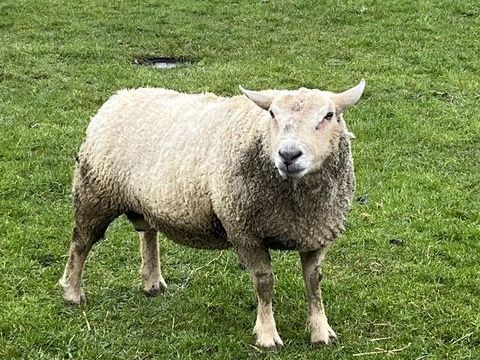 Mouton charolais 180 55000 Les hauts-de-chée