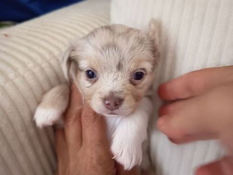 ADORABLES CHIHUAHUAS &agrave; € POIL LONG ET  COURT MALE Et FEMELLE 1000 66000 Perpignan