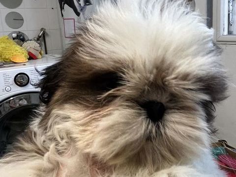 Magnifique chiot femelle shih tzu LOF 1600 58350 Nannay