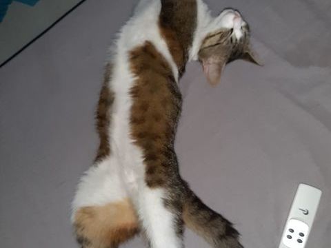 Chat LOUISE à l adoption 200 26200 Montlimar