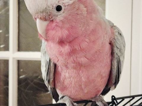 Ros&eacute;lbin perroquet 1000 45500 Gien