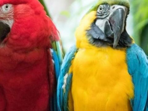 couple de ara ( 1 male ara RONA / col&eacute;opt&egrave;re femelle )  3600 60500 Chantilly