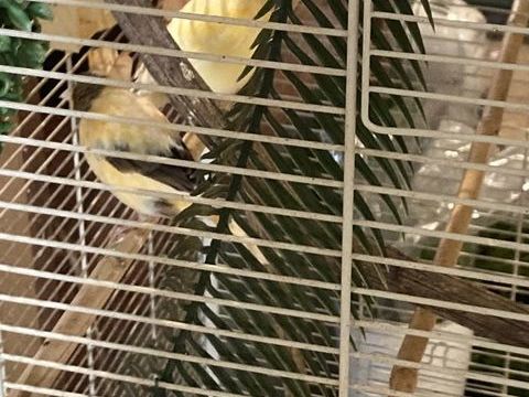 CANARIS MALES 25 94140 Alfortville