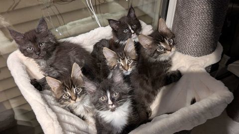 Chatons Maine Coon femelles LOOF 1200 62100 Calais